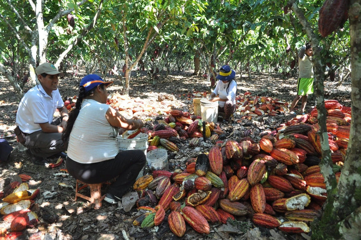 Kakaoernte auf einer Farm in Peru, Boden und Herkunft des Kakaos