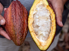 Kaburoh Amazonia Kakao